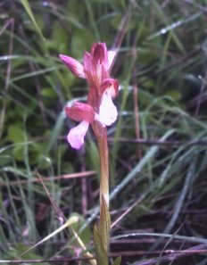 un'esemplare di Orchis Papilionacea